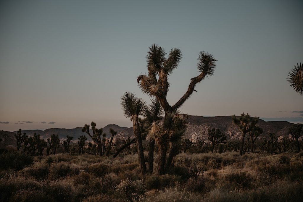 Photo of a Yucca tree taken at a Joshua tree elopement