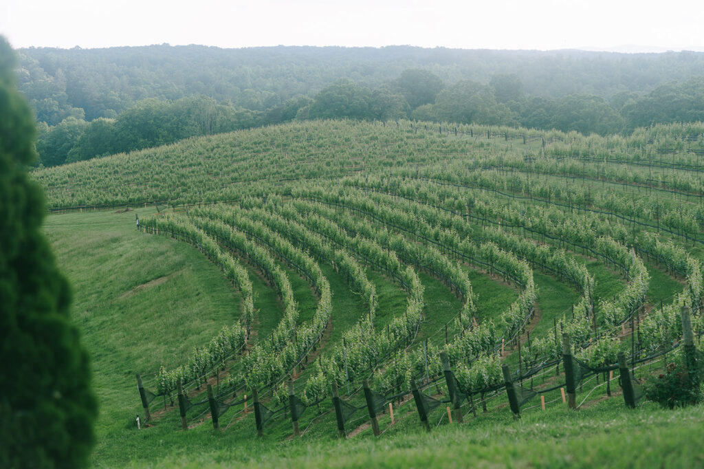 picture of Montaluce Winery 